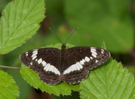 Waar kun je deze zeldzame vlinder spotten? Waar kun je deze zeldzame vlinder spotten?