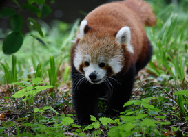 Pandaverblijf in Diergaarde Blijdorp vanaf morgen te zien Pandaverblijf in Diergaarde Blijdorp vanaf morgen te zien