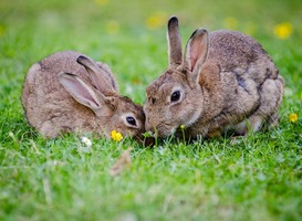 Konijnen worden massaal gedumpt in de Amsterdamse natuur Konijnen worden massaal gedumpt in de Amsterdamse natuur
