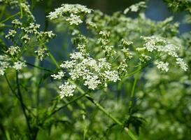 Giftige plant duikt steeds vaker op in Limburgse natuur Giftige plant duikt steeds vaker op in Limburgse natuur