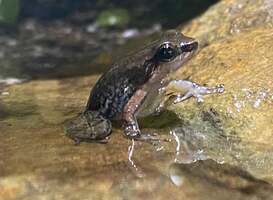 8 zeldzame Antilliaanse kikkers in ZooParc Overloon 8 zeldzame Antilliaanse kikkers in ZooParc Overloon