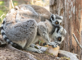 IJsjes voor de dieren in DierenPark Amersfoort IJsjes voor de dieren in DierenPark Amersfoort