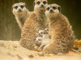 Vier stokstaartjes ter wereld gekomen in DierenPark Amersfoort Vier stokstaartjes ter wereld gekomen in DierenPark Amersfoort