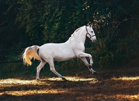 Paarden, koeien en reptielen bij 111ste editie van Landbouwshow Opmeer Paarden, koeien en reptielen bij 111ste editie van Landbouwshow Opmeer