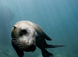 Zeehondenopvang Ecomare bestaat 70 jaar Zeehondenopvang Ecomare bestaat 70 jaar
