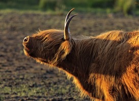 Groningse Atelierroute: Kunst, muziek en Schotse Hooglanders Groningse Atelierroute: Kunst, muziek en Schotse Hooglanders