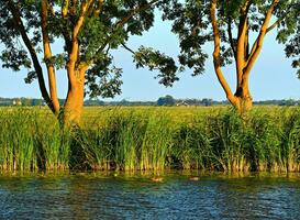Blauwalg bij zwemplekken van vakantieparken in Oost-Nederland Blauwalg bij zwemplekken van vakantieparken in Oost-Nederland