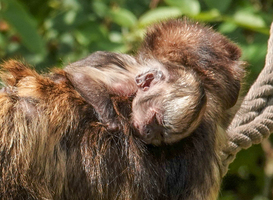 Zeldzaam kapucijnaapje geboren in DierenPark Amersfoort Zeldzaam kapucijnaapje geboren in DierenPark Amersfoort