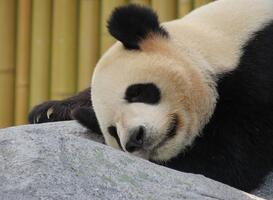 In Ouwehands Dierenpark leer je het geluid van een reuzenpanda kennen In Ouwehands Dierenpark leer je het geluid van een reuzenpanda kennen