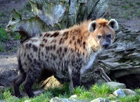 Hyena-pup overleden in Diergaarde Blijdorp Hyena-pup overleden in Diergaarde Blijdorp