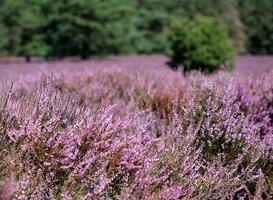 Zoek verkoeling in de paarsgekleurde heide bij de Boswachterij Staphort Zoek verkoeling in de paarsgekleurde heide bij de Boswachterij Staphort