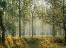 Wandel met een ecoloog door de bossen van Overijssel Wandel met een ecoloog door de bossen van Overijssel