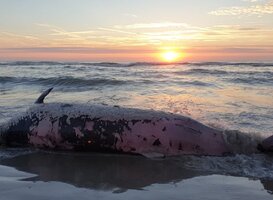 Overleden dolfijn aangespoeld op Texel Overleden dolfijn aangespoeld op Texel