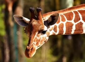 Dierentuin Zie-Zoo biedt werkplek voor mensen met een beperking Dierentuin Zie-Zoo biedt werkplek voor mensen met een beperking