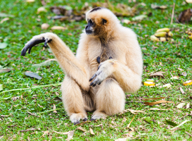 In dierentuin Dierenrijk is een witwanggibbon geboren In dierentuin Dierenrijk is een witwanggibbon geboren