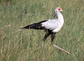 Normal_secretary-bird-maasai-mara-reserve-kenya-2021-08-26-18-14-53-utc