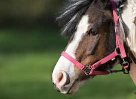 Verloten pony tijdens paardenmarkt in Denekamp was illegaal Verloten pony tijdens paardenmarkt in Denekamp was illegaal