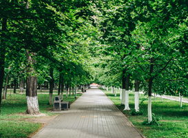 Bomen in steden bedreigd door klimaatverandering Bomen in steden bedreigd door klimaatverandering