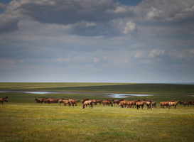Bijvoeren van grazers Oostvaardersplassen niet verplicht volgens rechtbank Bijvoeren van grazers Oostvaardersplassen niet verplicht volgens rechtbank