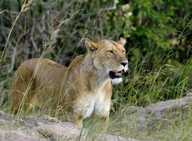 Normal_lion-2021-08-26-15-55-36-utc