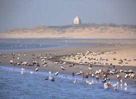 Wetenschappers demonstreren vandaag tegen gaswinning in de Waddenzee Wetenschappers demonstreren vandaag tegen gaswinning in de Waddenzee