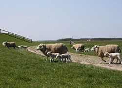 Normal_5060