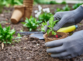 Veel belangstelling voor gratis planten van de Floriade Veel belangstelling voor gratis planten van de Floriade