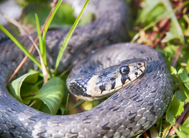 Reptielentrek zorgt voor afgesloten weg door Fochteloërveen Reptielentrek zorgt voor afgesloten weg door Fochteloërveen