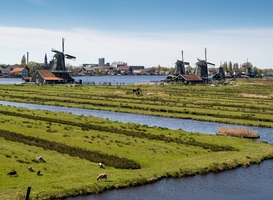Noord-Hollands natuurnetwerk zorgt voor terugkeer zeldzame plant- en diersoorten Noord-Hollands natuurnetwerk zorgt voor terugkeer zeldzame plant- en diersoorten