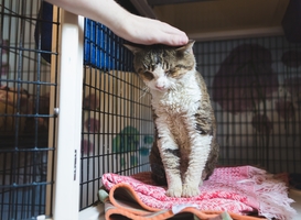 Normal_volunteering-with-shelter-cats-petting-animals-2021-12-04-19-34-07-utc