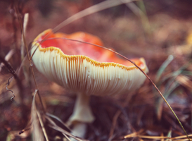 Plukken van paddenstoelen leidt tot bijna 20 vergiftigingen per jaar Plukken van paddenstoelen leidt tot bijna 20 vergiftigingen per jaar