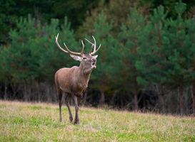 Boswachters en Natuurmonumenten tevreden over rustig verlopen bronstperiode Veluwe Boswachters en Natuurmonumenten tevreden over rustig verlopen bronstperiode Veluwe