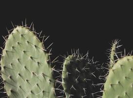 Famile- en belevingspark Cactus Oase moet door energiecrisis deuren sluiten Famile- en belevingspark Cactus Oase moet door energiecrisis deuren sluiten