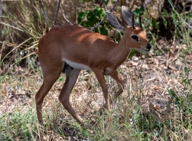 Jonge Kirk's dikdik geboren in dierenpark Beekse Bergen Jonge Kirk's dikdik geboren in dierenpark Beekse Bergen