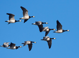 Jaarlijkse vogeltrek in volle gang Jaarlijkse vogeltrek in volle gang