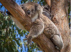 Ouwehands Dierenpark krijgt als eerste Nederlandse dierentuin koala's Ouwehands Dierenpark krijgt als eerste Nederlandse dierentuin koala's