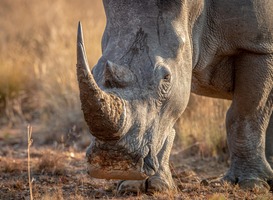 WILDLANDS verwelkomt drie jonge witte neushoormannen WILDLANDS verwelkomt drie jonge witte neushoormannen