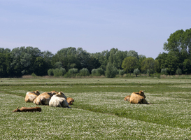 Wakker Dier biedt petitie aan voor nationaal hitteplan in veehouderij Wakker Dier biedt petitie aan voor nationaal hitteplan in veehouderij