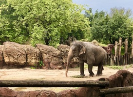 Wildlands Emmen draait na vier jaar weer winstgevend jaar Wildlands Emmen draait na vier jaar weer winstgevend jaar