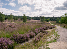Park de Hoge Veluwe gaat natuurcamping per 2023 sluiten Park de Hoge Veluwe gaat natuurcamping per 2023 sluiten