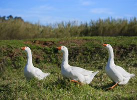 Effect vuurwerk op wilde vogels veel groter dan aanvankelijk gedacht Effect vuurwerk op wilde vogels veel groter dan aanvankelijk gedacht
