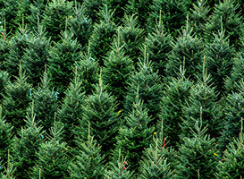 Boswachters plaatsen kerstboom Tweede Kamer Boswachters plaatsen kerstboom Tweede Kamer
