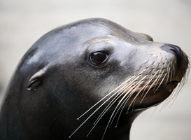Normal_sea-lion-2021-08-26-18-15-13-utc