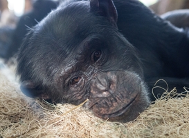Chimpansee verdrinkt in Beekse Bergen na ruzie met soortgenoot Chimpansee verdrinkt in Beekse Bergen na ruzie met soortgenoot