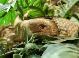 Normal_er_is_een_grijpstaartskink_geboren_in_dierenpark_amersfoort