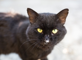 Provincie Friesland blijft toch zwerfkatten afschieten ondanks bezwaren Provincie Friesland blijft toch zwerfkatten afschieten ondanks bezwaren