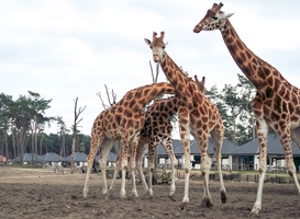 Recordaantal bezoekers voor Safaripark Beekse Bergen in 2022 Recordaantal bezoekers voor Safaripark Beekse Bergen in 2022