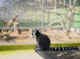 Normal_sad-lemur-in-zoo-sitting-and-watching-to-aviary-2021-08-31-16-47-18-utc