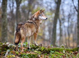 Jonge wolf aangereden op N371 in Drenthe Jonge wolf aangereden op N371 in Drenthe