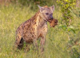 Normal_spotted-hyena-scavenger-2021-08-26-16-38-20-utc